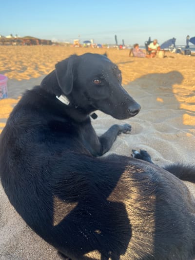A black Labrador Retriever lounges on a sandy beach. Its dark fur contrasts with the light-colored sand. The dog is looking to the left of the frame with a hopeful expression. In the background, a blurred view of people, beach umbrellas, and possibly a distant town can be seen. Shadows cast across the dog's body indicate strong sunlight.