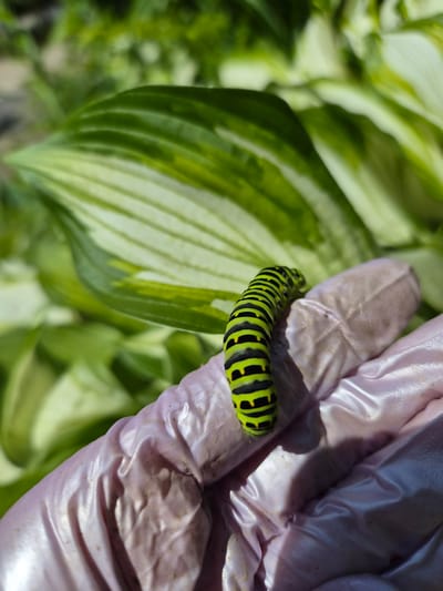 A close-up, eye-level, outdoor shot shows a caterpillar with black and lime green stripes resting on a gloved hand. The caterpillar is positioned in the center of the frame, with its body curving upwards. The hand, which appears to be wearing a light pink, possibly latex, gardening glove, is visible in the lower right corner. The glove has some dirt smudges and creases. In the background, out of focus, are large green and white variegated hosta leaves. The scene suggests a garden setting on a sunny day. The location in Novosisoevka, Russia, is not discernible from the visual information in the image.