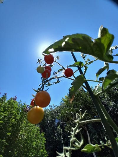 In the city of Άγιος Νεκτάριος, Greece, an outdoor, low-angle shot focuses on a cluster of cherry tomatoes ripening on the vine against a bright blue sky. The sun is visible as a bright, diffused light source behind a large green tomato leaf in the upper right quadrant of the image, casting lens flare. Several tomatoes are on the vine, varying in color from green to yellow and red, indicating different stages of ripeness. The vine is attached to a dark green, vertical stake. In the background, dense green foliage of trees and shrubs can be seen. The scene captures a close-up view of the plant, suggesting it is growing in a garden or yard. There are no people or animals present in the image.
