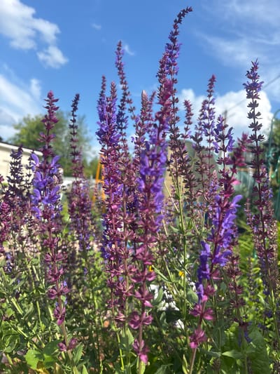 The image shows a close-up view of blooming purple and magenta salvia flowers in a garden setting. The flowers are tall and spiky, with many small blossoms clustered along the stems. The background is blurred, but hints of a building, trees, and a bright blue sky with white clouds can be seen, suggesting an outdoor, possibly suburban or rural environment. The lighting indicates it is daytime, likely sunny. The scene appears to be located in the city of Лотос Снт (марьино), Russia, based on the provided location context. There are no people or specific actions depicted in the image.