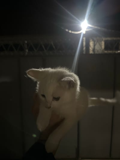 The image shows a close-up of a white kitten being held by a person. The kitten is upside down and appears to be playful or curious. Its fur is fluffy and catches the light, especially around its ears and head. The background is dark and out of focus, with some faint lighting effects that suggest a bright light source off to the left side of the frame. There is some textured metallic or wooden structure visible in the background. The lighting creates a dramatic effect, highlighting the kitten's features against the darkness. No text is visible in the image. The overall impression is of an intimate moment with a pet.
