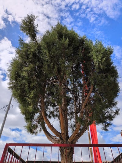 A tall, green evergreen tree with a thick, gnarled trunk stands prominently in the frame. The tree's branches spread outwards, creating a dense canopy of foliage against a bright blue sky dotted with white, fluffy clouds. In the foreground, a red metal railing runs horizontally across the bottom of the image, partially obscuring the base of the tree. Behind the tree, a red and white striped fabric is visible, hanging vertically. To the left of the tree, a metal pole with some wires is also present. The scene appears to be outdoors, likely in a park or open area. The image was taken in Choma, India.