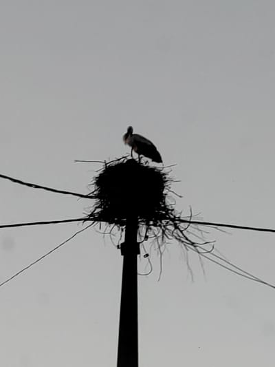 The image shows a silhouette of a stork perched atop a large nest constructed on a utility pole. The nest is made of twigs and appears somewhat messy, with branches extending outwards. The stork is in a standing position, facing slightly to the left. The background is a clear, overcast sky, suggesting a daytime scene under cloudy conditions. Several dark, thin lines, likely wires, stretch across the frame, connecting to the utility pole and extending out of view. The overall setting appears to be rural, consistent with the provided location context of Воўчынскі сельскі Савет, Belarus. There is no visible text in the image. The focus is on the natural element of the stork and its constructed habitat against a plain sky.
