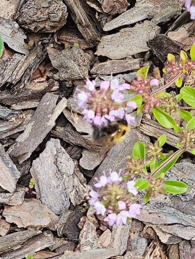 The image shows a close-up view of a bumblebee on a patch of pink flowers. The bumblebee is fuzzy and has black and yellow markings. It is positioned in the center of the frame, with its head down, likely collecting nectar. The flowers are small and clustered together, with delicate pink petals. The background consists of dark brown, rough bark mulch, which provides a textured contrast to the soft flowers and the bee. Some green leaves are also visible among the flowers. The scene appears to be in a garden or natural outdoor setting, possibly during daylight hours given the lighting. The focus is sharp on the bumblebee and the flowers, while the bark mulch is slightly out of focus. The overall impression is one of nature and the activity of pollination. There is no visible text in the image. The location context provided is "Berezka SNT (Krasnogorsky district, Russia)".