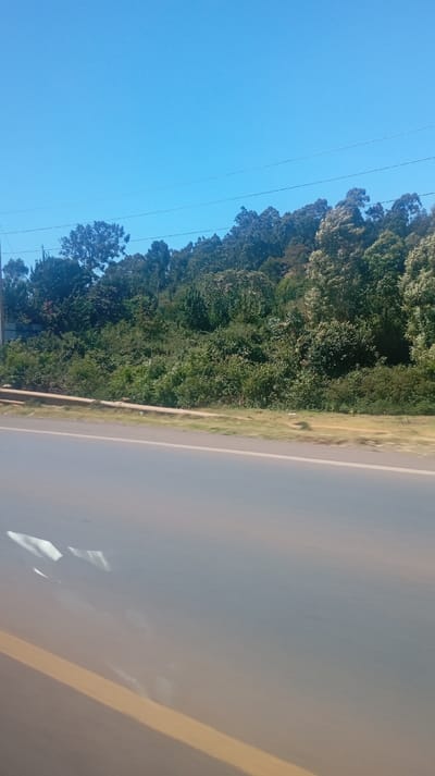 A clear blue sky tops a landscape of dense green trees lining a roadside. An open highway with sunlight reflecting off the smooth asphalt fills the foreground, a yellow line marking the edge of the road. A guardrail separates the road from the lush vegetation, including trees of varying heights and shades of green. Powerlines stretch across the upper portion of the frame, adding a linear element to the natural scene.