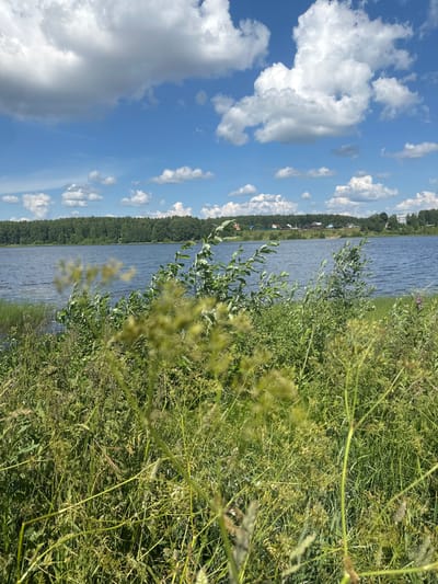 This is a photograph taken at the edge of a body of water, likely a lake or reservoir, in the city of Ozerniy, Russia. The foreground is dominated by lush, green tall grass and various wild plants, some of which are slightly blurred, suggesting a shallow depth of field. Beyond the vegetation, a calm body of water stretches across the middle ground. The far bank of the water features a dense line of green trees, a forest. Along the distant shoreline, several small buildings, possibly houses and other structures, are visible amidst the trees. The sky above is a vibrant blue, dotted with fluffy white cumulus clouds. The overall scene depicts a serene, natural landscape on a sunny day.