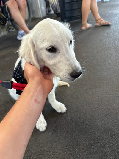 A close-up shot focuses on the head of a white dog, possibly a Golden Retriever puppy, as a person's hand gently strokes its cheek. The dog is wearing a black and white harness with a red leash attached. In the blurred background, two individuals are visible. On the left, a person's legs are seen with a bicycle nearby, suggesting an outdoor setting in the city of Nîmes, France. On the right, another person's legs are visible, wearing sandals, further indicating a warm climate and outdoor activity. The ground appears to be asphalt or a similar paved surface.