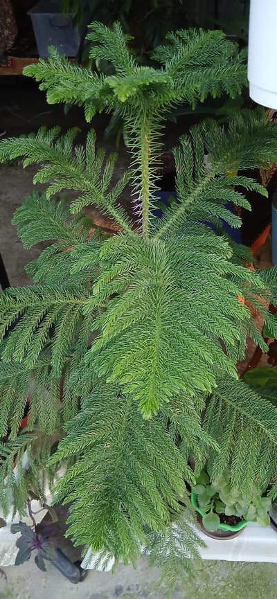 A tall, green Norfolk Island pine tree stands in the foreground of the image. The tree has a central trunk with branches extending outwards, covered in dense, needle-like leaves. The leaves are a vibrant green, with some lighter green tips. The tree is positioned in what appears to be an outdoor or semi-outdoor setting, with other plants and objects visible in the background. To the left, a portion of a large, translucent plastic container can be seen. Below and to the left of the pine tree, a smaller plant with dark purple leaves is visible. In the lower right quadrant of the image, a small green plant in a brown pot is partially visible. The ground surface beneath the plants appears to be concrete or a similar textured material. The overall lighting suggests it may be daytime, but the specific location in Charshanba, Uzbekistan, cannot be determined from the visual information provided.