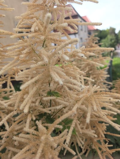 A close-up, shallow depth of field shot captures a fluffy, light brown plant with numerous feathery, elongated seed heads. The plant is in focus, while the background is blurred. Visible in the background are parts of buildings with red tile roofs and light-colored walls, typical of residential architecture in Słupsk, Poland. Green foliage and a hint of a fence are also visible in the blurred background. Several small black insects are present on the seed heads of the plant. The overall impression is a natural scene with urban elements in the distance.