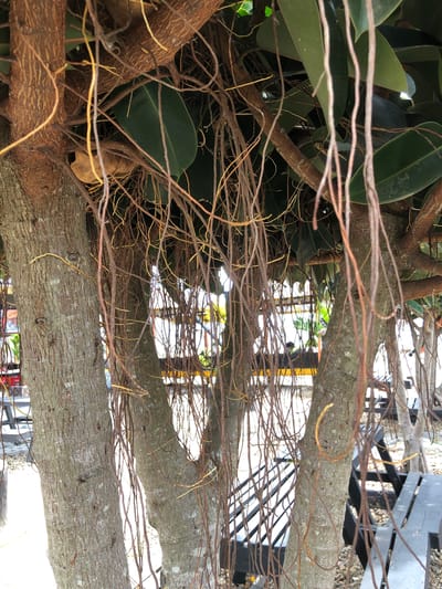 This image shows a close-up view of the aerial roots and thick branches of a banyan tree, likely in Keudekruenggeukueh, Indonesia. The roots, varying in color from light brown to a yellowish hue, are densely intertwined, creating a layered and textured effect across the frame. Some roots are thin and wiry, while others appear thicker and more substantial.
Large, dark green leathery leaves of the tree are partially visible amongst the roots, suggesting a lush environment. The bark of the main tree trunks is rough and grayish-brown. In the background, glimpses of an outdoor setting can be seen, including what appears to be part of a black metal structure, possibly seating or fencing, and possibly some gravel or stone ground cover. The lighting suggests it is daytime, with bright areas indicating sunlight filtering through or reflecting off surfaces. No people are visible in the image. No text is present. The overall impression is one of natural complexity and the vigorous growth of the banyan tree.