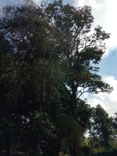The image displays an outdoor scene in Ngecha Tigoni ward, Kenya, dominated by dense vegetation under a partially cloudy sky. No individuals are present. On the left, a large tree with fine, dark green, drooping foliage occupies the frame. To its right, a taller tree with a visible trunk and branches features distinct clusters of bright red flowers or berries among its green leaves. A white, cylindrical object is affixed to the trunk of this taller tree, approximately midway up its visible section. The lower portion of the image shows additional dark green shrubbery and foliage. The background consists of a bright blue sky with scattered white cumulus clouds, indicating daytime conditions.