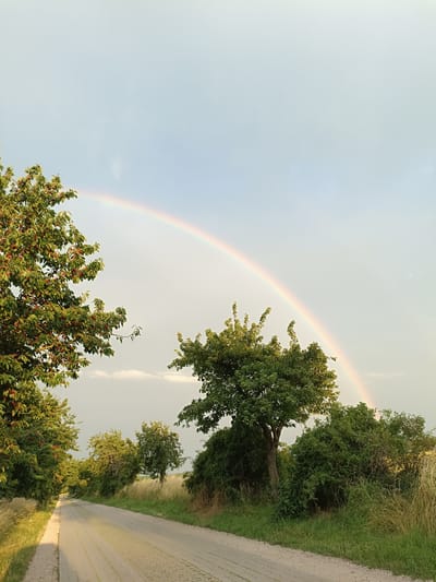 The image depicts a rural scene in Gartz (Oder), Germany, shortly after a rainfall, as evidenced by the prominent rainbow arcing across the sky. The setting is a paved road that curves into the distance, lined with lush green trees and vegetation.
In the foreground, on the left, a leafy tree is laden with ripe, red cherries, suggesting it might be late spring or early summer. To the right of the road, dense green bushes and tall, golden grass frame the scene. In the middle ground, more trees and bushes are visible, with a particularly full, round tree standing prominently. The sky is a pale blue, with hints of white clouds and the soft glow of the setting sun, implying it is late afternoon or early evening.
The overall mood is serene and picturesque, capturing the natural beauty of the German countryside. There are no people or specific objects other than the natural elements and the road. The presence of the rainbow is the most striking feature, symbolizing hope and the aftermath of a storm. The lighting suggests a gentle, diffused light, characteristic of the hours before sunset. No visible text is present in the image.