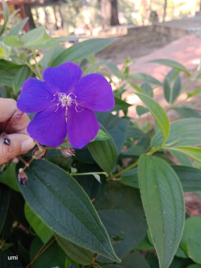 In Gundaling 2, Indonesia, a close-up shot captures a vibrant purple flower in focus. The flower has five petals and prominent stamens in its center. A human hand is visible on the left side of the frame, near the flower. The background is softly blurred, showing green foliage and hints of a pathway or ground in a park-like setting. The lower left corner of the image contains the text "umi".
