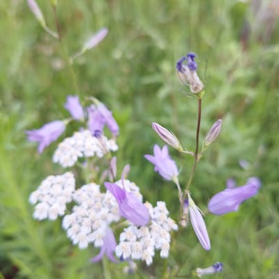 A close-up, shallow depth of field photograph captures several delicate purple bell-shaped flowers and clusters of small white flowers amidst a blurred green, grassy background. The lighting appears natural, suggesting an outdoor setting, possibly a park or garden. There are no people or discernible man-made structures visible, indicating a natural environment. The specific location in Mechelen, Belgium, cannot be determined from the visual information provided.
