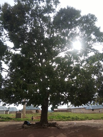 The image depicts a sun-drenched scene in Bokkos, Nigeria, under a bright, likely midday sky. Dominating the foreground is a large, mature tree with a thick trunk and sprawling branches covered in lush green leaves. The sun is positioned behind the upper branches, creating a lens flare and casting rays of light through the foliage.
In the middle ground, several simple, one-story buildings with corrugated metal roofs are visible. Some appear to be under construction or in a state of disrepair, with exposed brickwork. A small, dark-clothed child is captured mid-stride, running across a dirt path in front of the tree. Near the tree's base, a few objects, including what appears to be a blue cloth, are scattered on the ground, along with some rocks. A cylindrical concrete structure and a vertical pole are also present in the middle ground.
The setting is rural, characterized by the natural landscape and modest architecture. The lighting suggests a warm, clear day. The overall mood is one of everyday life unfolding in a Nigerian village, with the vibrant tree serving as a focal point against the backdrop of human habitation. No visible text is present in the image.