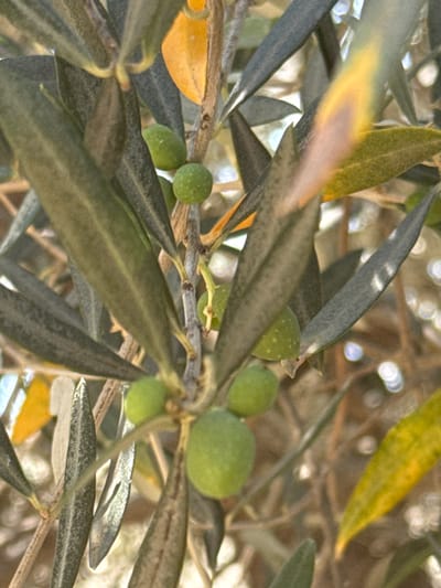 The image is a close-up of an olive tree branch with several green olives and leaves. Some leaves are yellowing, indicating potential autumn foliage or stress. The background is a blur of more branches and out-of-focus light sources, suggesting an outdoor environment. There are no people or animals visible. The image was taken in Trap, Montenegro.