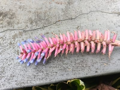 A single plant inflorescence is horizontally positioned on a light gray concrete surface in Suối Đục, Vietnam. The inflorescence consists of a central stem from which numerous spike-like bracts or flower buds project. The bracts on the left end of the inflorescence are distinctively blue-purple, transitioning to shades of vibrant pink, and then fading to pale pink and light beige towards the right end. Small brown or dried elements are visible on the tips of many pink structures. The concrete surface displays a rough texture and multiple linear cracks, including a prominent dark crack extending horizontally across the upper background. Out-of-focus green and white variegated foliage, alongside dried brown leaves, is partially visible in the lower right foreground.