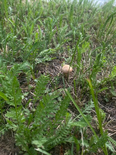 A small, light brown mushroom with a cap and stem stands among green foliage and dry grass on the ground. The scene appears to be outdoors, likely in a natural setting. The image is a close-up view of the mushroom and its surroundings, with the focus on the mushroom. The background consists of more green plants and dry debris, suggesting a natural environment such as a forest floor or a grassy field. The lighting indicates it is daytime. The location is Shiryaevo, Russia.