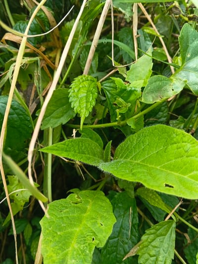 The image presents a close-up, high-angle view of dense, green vegetation located in Bình Hải, Vietnam. The scene is dominated by various plant leaves and stems in multiple shades of green, with some dried, yellowish-brown plant matter interspersed. In the foreground, a large, broad, light green leaf with a slightly textured or fuzzy surface is visible in the lower right, featuring several small, irregular holes consistent with insect damage. Above it, another smooth-surfaced green leaf extends into the frame. Towards the upper center-left, a smaller, vibrant green leaf with distinctly serrated or crinkled edges is prominent. Numerous other leaves, some smooth and some textured, fill the background, exhibiting various shapes and sizes. Several thin, linear, yellowish-brown dried plant stems or blades of grass diagonally traverse the upper left and central portions of the frame. No human subjects, animals (other than implied insects causing leaf damage), or man-made objects are present. The lighting is natural and diffuse, illuminating the foliage evenly.
