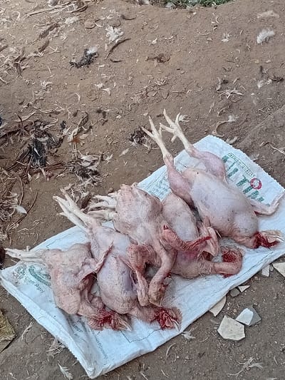 Location: Sharada, Nigeria. Five deceased, fully plucked chickens are laid out on a soiled white woven polypropylene sack, which rests directly on barren, light brown dirt ground. Each chicken is headless, with feet intact, and exhibits residual blood and red tissue around the severed neck area and vent. The ground surrounding the sack is extensively scattered with numerous feathers of varying colors (white, brown, black) and organic debris. Several small, light-colored broken shards, possibly ceramic, are present on the ground to the lower right. No individuals or active processes are visible in the scene.