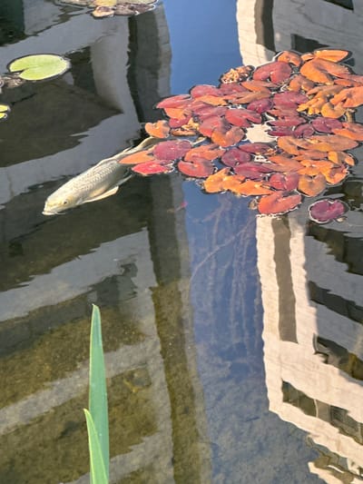 A school of fish, with their silvery scales, swims in a pond filled with lily pads. Some lily pads are a vibrant green, while others have turned a deep red and orange, suggesting a change of season. The water's surface reflects the blue sky and white, striped clouds, indicating it is daytime and the weather is clear. The fish are swimming gracefully through the water, with one in the foreground appearing to be the largest. The scene is serene and peaceful, with the gentle movement of the fish and the stillness of the lily pads creating a tranquil atmosphere. The location is Givat Shmuel, Israel, and the pond appears to be part of a park or a residential garden. There is no visible text in the image.
