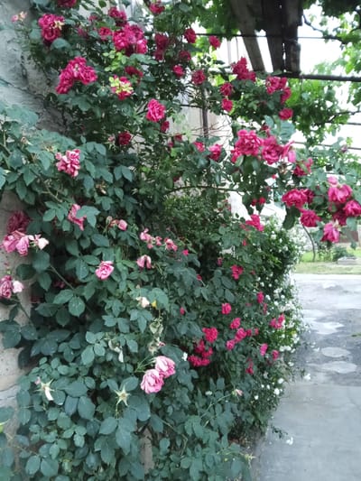 This media file shows a close-up view of a dense rose bush with vibrant pink and red blooms, interspersed with lush green foliage. The roses are in various stages of bloom, with some fully open and others still in bud. The bush is growing against a textured, light-colored wall, possibly made of stone or concrete, which occupies the left side of the frame. Above the rose bush, a wooden structure with supporting beams is visible, suggesting an outdoor setting like a pergola or arbor.

To the right of the rose bush, a path or walkway made of concrete and possibly interspersed with stone slabs is visible. The ground appears damp, hinting at recent rain or watering. In the background, there are more green bushes and glimpses of what could be a residential area, with a soft, slightly blurred focus. The lighting suggests it might be daytime, possibly overcast or late afternoon, as there are no harsh shadows. The overall impression is one of a well-established garden setting, likely in a residential area. The presence of dense greenery and blooming flowers creates a natural and somewhat overgrown aesthetic. No people or animals are visible in the image. There is no visible text in the media file. The location context is Ashtarak, Armenia.