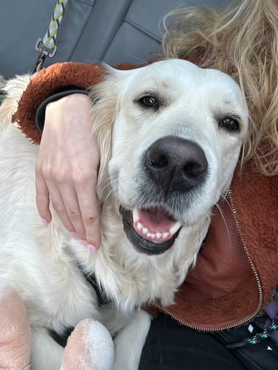 A light-colored Golden Retriever dog is depicted in a close-up, head-on shot, positioned inside a vehicle in Basildon, United Kingdom. The dog's mouth is open, revealing white teeth and a pink tongue, with its dark eyes focused directly ahead. Its light golden fur is visible across its head, chest, and shoulders. A black harness or collar component is present around its lower neck. A fair-skinned human hand, with light pink nail polish, is placed around the dog's neck/shoulder area from the left, indicating physical interaction. Blond, wavy human hair is visible on the right side of the dog's head. The human subject wears a brown, textured jacket with a visible zipper on the right, and a dark sleeve underneath. A braided green, yellow, and white leash with a metal clip is visible in the upper left background, along with grey vehicle upholstery. A pink and white plush toy is partially visible in the lower left. Dark fabric, likely clothing, is at the bottom of the frame. The scene appears to be illuminated by natural light.