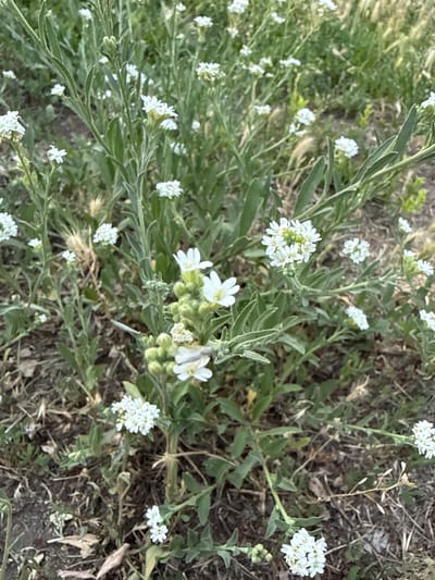 A close-up, eye-level shot captures a cluster of small, white wildflowers with green foliage. The flowers are delicate, with four petals each, and are arranged in small clusters and individually on thin green stems. The background is a mix of dry, brown earth, scattered dry grass, and some blurred green vegetation, suggesting an outdoor, possibly uncultivated setting. The lighting is natural and appears to be during the daytime, with soft shadows indicating an overcast or early morning/late afternoon sun. There is no indication of human presence or activity, and the scene is still. The overall impression is one of natural, undisturbed flora. The image does not contain any identifiable landmarks or features that would specifically place it in Piatykhatky, Ukraine.