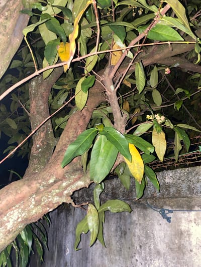 A close-up, low-angle shot captures a tree branch laden with green and yellow leaves, positioned in front of a textured, gray concrete wall. The tree trunk, visible on the left, displays rough, reddish-brown bark with patches of white lichen. Some small, light-colored flowers and a pinkish bud are present on the branches. A rusty wire fence runs horizontally across the background, above the wall. A dark blue string is tied in a knot, secured to the concrete wall. The lighting suggests it is nighttime, with shadows cast by the leaves and branches. The scene is situated in a naturalistic outdoor setting, likely a garden or yard, in Banjarmasin, Indonesia.