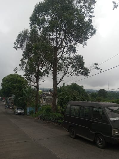 This image presents an overcast street scene in Eheliyagoda, Sri Lanka. A paved road, possibly an incline, occupies the lower and left portions of the frame. On the right side, a dark-colored van, resembling a Mitsubishi Colt L300, is parked or moving slowly.
Dominating the central and left areas of the image are two tall trees with slender trunks and abundant green foliage, reaching towards the gray, cloudy sky. Lush tropical vegetation, including various plants and smaller trees, borders the road. Further down the street on the left, a silver sedan is parked, and a few motorcycles are partially visible.
In the mid-ground, nestled among the greenery and other buildings, a structure with a distinctive green dome, likely a mosque, is visible. The distant background reveals hazy hills or mountains under the cloudy sky, with a faint outline of a communication tower. Several power lines or utility cables stretch across the upper right quadrant of the image.
The weather is overcast, casting a soft, diffused light across the scene and suggesting a cool or possibly pre-rain atmosphere. No people are clearly visible, and there is no discernible text in the frame. The overall impression is one of a quiet, everyday moment in a semi-urban or rural setting.