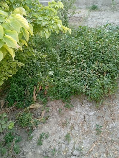 The image shows a close-up, eye-level view of dense green vegetation in an outdoor setting, likely a garden or overgrown area. On the left, large, pale green leaves from a tree or shrub are prominent, some showing signs of yellowing. To the right and center, a thick bed of smaller, dark green plants with visible seed heads or developing flowers fills the frame. The ground beneath the vegetation is visible in the lower portion of the image, consisting of dry, cracked soil with sparse patches of dry grass and small green plants. The background is out of focus but suggests a rough, uneven terrain with a grey, possibly concrete or mud-brick wall in the distance. The lighting suggests it is daytime. No people or animals are present. The scene depicts natural growth in a somewhat neglected area.