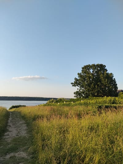 The image captures a serene natural landscape at the Tourist Boarding House "Klyazminskoe Reservoir" in Russia. In the foreground, a dirt path winds through tall, sun-drenched grass. To the left, a calm body of water, likely the reservoir, is visible, with a distant tree line on the opposite shore. A single, wispy cloud floats in the clear blue sky. Dominating the middle ground on the right is a large, dense green tree. Behind the tree, the roof of a building is partially visible, peeking out from behind lush green foliage. The scene is illuminated by soft, warm light, suggesting it was taken during the late afternoon or early evening. No people are present in the frame.