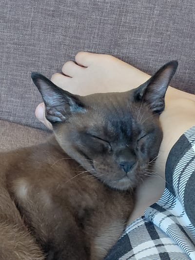 This is a close-up, high-angle shot of a brown cat sleeping, nestled against a person's arm and shoulder. The cat's eyes are closed, and its head is resting comfortably. The person is wearing a black and white checkered shirt. The setting appears to be indoors, possibly on a couch, with a textured gray fabric visible in the background. The overall mood is one of peace and relaxation, with the cat appearing content and secure in its resting place. No text is visible in the image.