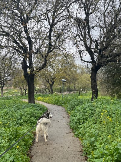 This media file captures an outdoor scene, likely a park or natural area in Alon HaGalil, Israel. The image is dominated by a paved path and lush vegetation under an overcast sky.

A gray and white husky dog, wearing a dark harness and attached to a black leash, stands on the wet, asphalt path on the right side of the frame. The dog is positioned with its head turned to the left, appearing alert and observing the surrounding environment. The path, visibly damp, suggests recent rain or dew.

To the left of the path and extending into the background, numerous mature trees are prominent. Many of these trees feature dark, gnarled branches, some still bare or with sparse, dried leaves, indicative of late winter or early spring. Other trees further in the background show light green, emerging foliage, signaling the onset of spring. The ground along the path and between the trees is covered with vibrant green undergrowth, speckled with small yellow wildflowers.

In the mid-ground, a modern-style lamppost with a flat, dark, circular light fixture is visible among the trees. The sky above is uniformly overcast, casting a soft, diffuse light over the scene. No human figures or discernible text are visible. The overall impression is one of a calm, natural setting during a cool, damp daytime.