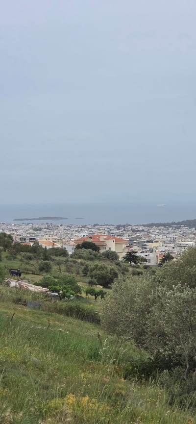 The image displays a panoramic landscape view overlooking a coastal town or city, likely Glifada, Greece, from an elevated vantage point.
In the immediate foreground, a lush green hillside slopes downwards, covered densely with tall grasses and various plants, including some scattered yellow wildflowers. Several olive trees, characterized by their gnarled trunks and silvery-green foliage, are prominent on this slope, casting soft shadows.
Beyond the hillside, the midground reveals a sprawling urban area with numerous buildings. These structures, primarily residential or commercial, feature light-colored facades and a mix of flat and terracotta-tiled roofs. They are densely packed and extend along the coastline, indicating a well-developed settlement. More trees and green spaces are interspersed within the urban fabric.
In the background, a vast, calm expanse of the sea stretches towards the horizon. The water appears light blue, blending into a hazy, lighter blue sky. A few small, indistinct shapes, possibly distant islands or large vessels, are visible in the water.
The scene depicts a clear, fair-weather day, likely morning or early afternoon, with soft, even lighting and no harsh shadows. The overall impression is one of a peaceful, expansive coastal landscape, showcasing a blend of natural Mediterranean flora and urban development. No people or visible text are present in the image.