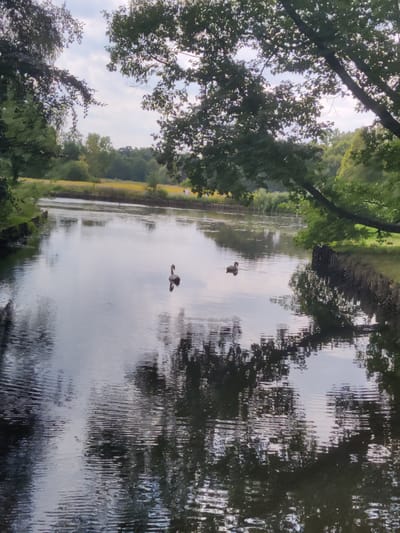 The image depicts a tranquil scene of a canal or river in Isselburg, Germany. Two swans are swimming in the calm water, their reflections rippling on the surface. Lush green trees line the banks, with some branches arching over the water, casting shadows. The sky above is partly cloudy, with the soft light illuminating the surroundings. The scene is serene and natural, suggesting a peaceful moment in a park or natural reserve within the city.