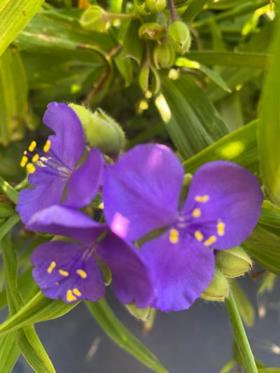 This is a close-up, high-angle, vertical shot of a cluster of purple flowers with yellow stamen, likely Tradescantia, in a garden setting. The flowers are in various stages of bloom, with some fully open and others still in bud. The petals are a vibrant purple, and the stamen are bright yellow. The leaves are long and green, with some catching the sunlight. The background is blurred, suggesting a shallow depth of field, and appears to be dark, possibly a pot or the ground. There are no people or animals visible in the image. This scene is located in Vasylky, Ukraine.