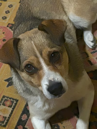 The image shows a close-up, overhead view of a mixed-breed dog lying on a patterned rug. The dog has brown and white fur, with distinct markings on its face. Its ears are floppy and brown, and its eyes are dark brown. The dog is looking directly at the camera. The rug beneath the dog has a yellow base with a repeating geometric pattern in shades of pink, black, and yellow. The lighting suggests an indoor setting, likely a home. There are no people or other animals visible in the frame. The location in Makiv, Ukraine, is not discernible from the image itself.