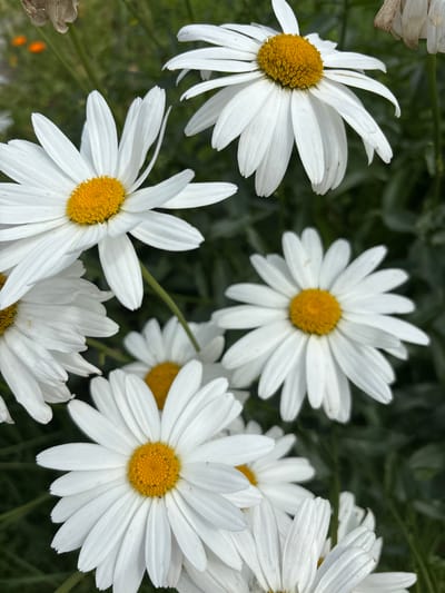 The image is a close-up, top-down view of a cluster of white daisies with yellow centers. The flowers are in various stages of bloom, with some fully open and others partially closed. The background is a dark green blur of foliage, suggesting an outdoor setting like a garden. There are no people or discernible man-made objects in the frame. The focus is entirely on the natural beauty of the flowers. The image does not contain any specific details that would allow for the identification of its location within Mostovka, Russia.