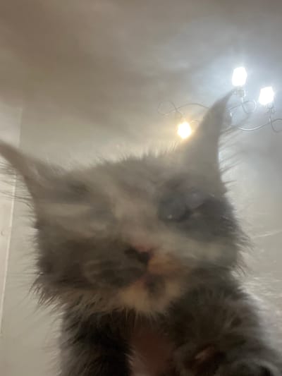 The image shows a close-up, low-angle view of a fluffy kitten. The kitten is predominantly gray and white, with visible whiskers and pointed ears. Its eyes are open, and its nose and mouth are discernible. The background is blurred and appears to be an indoor environment with a light-colored ceiling. A light fixture with multiple bulbs is visible in the upper right portion of the image, emitting a bright glow. The overall lighting is warm and somewhat dim, creating a hazy effect. There is no information in the image to indicate its location in Markova, Russia.