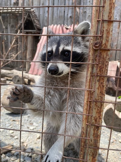 An image, rotated on its side, shows a raccoon looking directly out from behind a rusty metal cage. The raccoon's face is prominent, featuring its characteristic black eye mask, dark eyes, and a black nose. Long white whiskers extend from its snout, and its fur is a mix of grey, black, and white. One of its front paws, showing its textured pads and claws, is visible in the lower part of the frame, resting near the cage bars.
The cage is constructed from numerous thin, heavily rusted metal bars forming a grid, with a thicker, horizontal rusty metal beam running across the upper section. A single bolt is visible on this beam. Through the cage, the background reveals elements of an outdoor enclosure. To the left, light-colored wooden structures are partially visible, including a small, dark, rustic wooden shelter or den in the mid-left. The ground beneath the raccoon and visible through the cage bars consists of light-colored gravel or small stones. The scene is brightly lit, suggesting clear, sunny daytime weather, with some shadows present. No text is visible in the image. The setting is an outdoor animal enclosure in Timofeevka, Russia. The raccoon's expression appears curious and attentive.