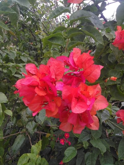 The image is a vertical close-up of a vibrant red and fuchsia Bougainvillea plant, located in Cijedil, Indonesia. The primary subject is a dense cluster of saturated red and pink flowers, each covered in numerous small water droplets. Surrounding the prominent floral cluster are dark green leaves, also displaying water droplets and visible venation. The immediate background consists of blurred, dense green foliage and darker, out-of-focus branches, indicative of a lush, outdoor natural environment. No individuals, animals, or man-made objects are present. The water droplets on the vegetation suggest recent precipitation or a humid atmosphere.
