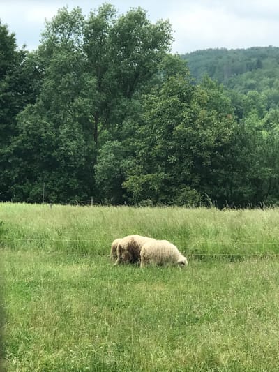 The image depicts a rural landscape in Vicovu de Sus, Romania. In the mid-ground, two woolly sheep are grazing in a field of tall, green grass, both with their heads lowered. The sheep positioned to the right exhibits lighter-colored wool, while the sheep to its left has slightly darker, possibly brownish, wool. A taut, multi-strand wire fence, supported by intermittent wooden posts, extends horizontally across the frame behind the sheep. Beyond this fence, a dense, dark green forest occupies the entire background, ascending to cover distant, rolling hills. The sky above is uniformly overcast, presenting a light grey tone, indicative of diffused daylight without direct sunlight.