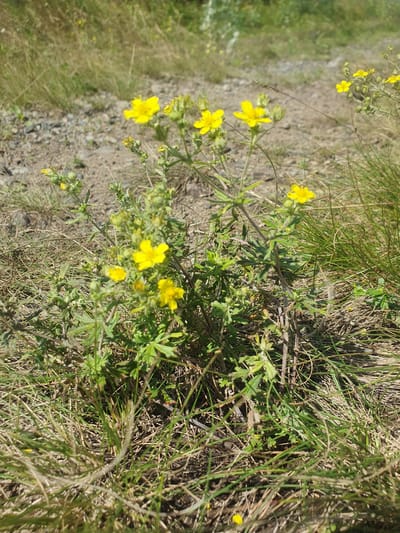 In Smorodinka, Russia, a close-up, eye-level shot captures a patch of wild yellow flowers with five petals, identified as Potentilla, blooming amidst dry grass and coarse gravel. The flowers, some in full bloom and others as budding clusters, are supported by thin, wiry stems and surrounded by small, green, serrated leaves. The ground is a mix of dry, light-brown grass, fallen leaves, and small, greyish pebbles. In the background, a blurred expanse of dry vegetation and some taller, lighter-colored plants suggest a natural, uncultivated area. Sunlight illuminates the scene, casting shadows and highlighting the textures of the flora and terrain. There are no people or animals visible in the image.