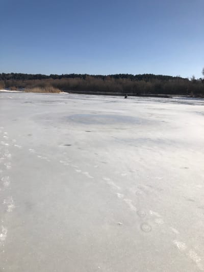 This image depicts a frozen body of water, likely a lake or wide river, under a clear, light blue sky in Сапоцкінскі сельскі Савет, Belarus. The foreground and midground are covered in a layer of ice and sparse snow, bearing numerous footprints from various individuals, along with several distinct circular indentations. In the distant midground, near the far bank, a single individual is visible, stooping or sitting on the ice, presumably engaged in ice fishing. The shoreline behind them is characterized by dry, light brown reeds on the left, transitioning into a dense line of primarily bare deciduous trees interspersed with evergreen conifers. The overall environmental conditions suggest a cold, clear day, consistent with winter or early spring.