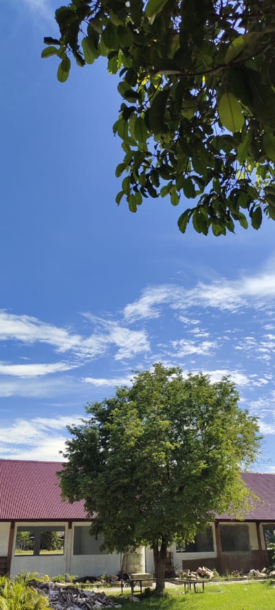 The image depicts a bright, sunny day with a clear blue sky dotted with wispy white clouds. In the foreground, a large, lush green tree stands prominently, its branches reaching upwards. Behind the tree, a building with a distinctive maroon-colored roof is visible. The building appears to be a single-story structure with white walls and large, open window frames. Piles of debris and construction materials are scattered around the base of the building and in front of the tree, suggesting ongoing renovations or construction. The ground is covered in green grass, and some palm fronds are visible on the left side of the image. The overall scene is one of an outdoor setting, possibly a school or a community building, undergoing some form of work. The location is identified as Langnibong, Indonesia.