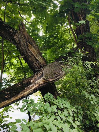 The image shows a close-up view of a large, old tree trunk with a prominent broken branch. The branch is jagged and weathered, exposing its inner wood. The tree is surrounded by lush green foliage, with sunlight filtering through the leaves. The scene is set in a natural environment, possibly a forest or park, near a body of water that is visible in the background. The lighting suggests it is daytime, with bright sunlight indicating fair weather. The focus on the broken tree could evoke feelings of nature's resilience and the passage of time. No people, text, or specific events are depicted. The location context provided is Skurygino, Russia.
