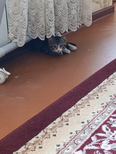 A tabby kitten with white paws is lying on a brown floor near a white radiator covered by a lace curtain. The kitten is looking towards the camera. A portion of a rug with a maroon border and a cream-colored pattern is visible in the foreground, diagonally across the image. The date stamp "22.06.2026 11:40" is superimposed on the lower right corner of the image. There is no indication of the location being Eshanguzar, Uzbekistan.