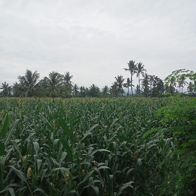 A vast cornfield stretches towards the horizon under a cloudy sky. Rows of tall, green corn stalks dominate the landscape, with visible corn cobs on some plants. In the distance, a line of palm trees punctuates the horizon. Lush green foliage borders the right side of the image, adding depth. The scene conveys a sense of rural tranquility and agricultural abundance.