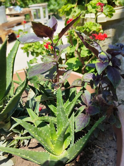 The image shows a close-up of a potted plant containing both aloe vera and purple basil plants. The aloe vera plants have thick, green, spiky leaves. The purple basil plants have darker, purplish-green leaves with a pointed shape. In the background, there are red flowers blooming on a green leafy plant, likely geraniums. Sunlight is casting shadows on the plants and the soil. The setting appears to be outdoors, possibly a garden or patio, with wooden structures and other foliage visible in the blurred background. The city of Sovet, Kyrgyzstan, is not visible in this image.
